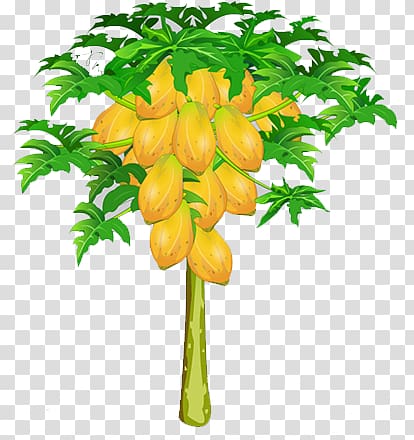 papaya tree clip art