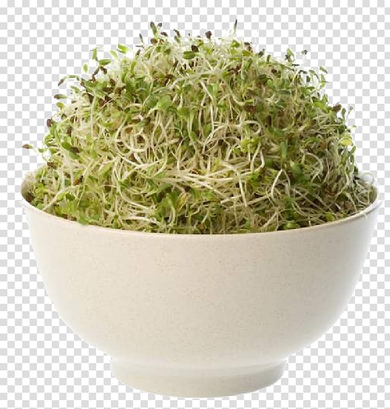 Organic food Alfalfa Seed Sprouting, alfalfa transparent background PNG clipart