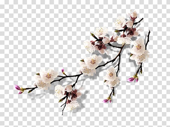 spring plum blossom branches transparent background PNG clipart