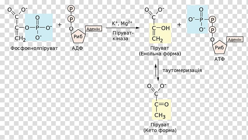 Glycolysis Pyruvic acid Adenosine diphosphate Fermentacja propionowa Keto acid, others transparent background PNG clipart