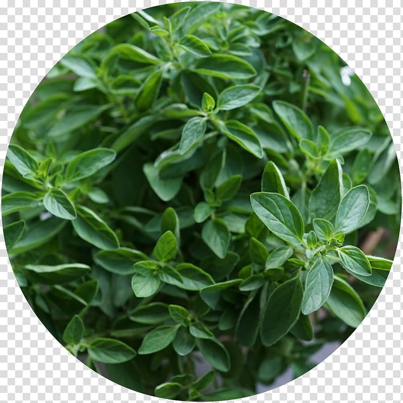 Herb Oregano Plant Juniper berry Food, plant transparent background PNG clipart