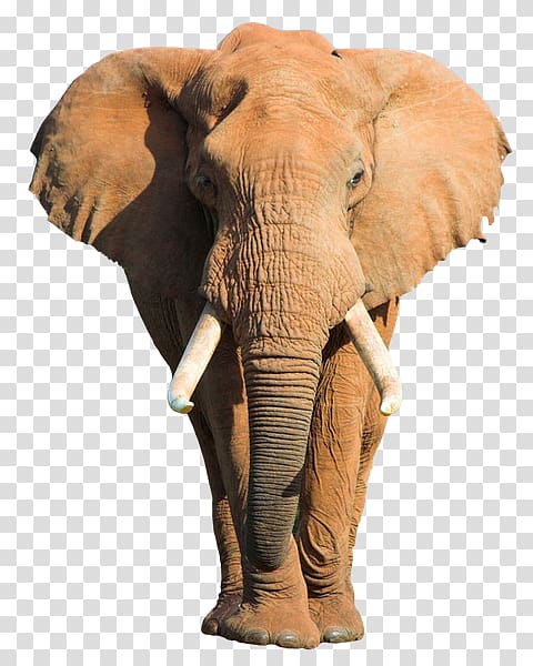 African bush elephant Indian elephant Etosha National Park , elephant transparent background PNG clipart