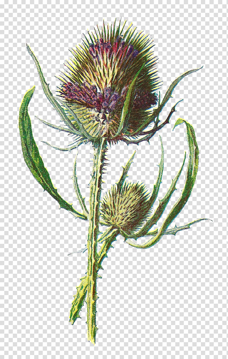 Scotland Thistle Dipsacus fullonum Wildflower, botanical flowers transparent background PNG clipart