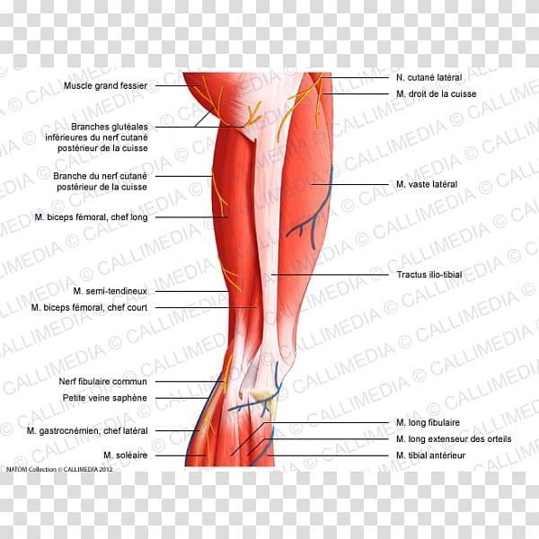 Thigh Vastus lateralis muscle Knee Nerve, respiratory tract transparent background PNG clipart