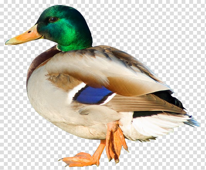 Duck , Duck , brown and green duck transparent background PNG clipart