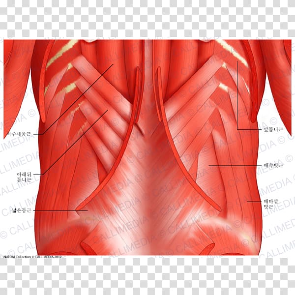 Serratus posterior superior muscle Serratus posterior inferior muscle Serratus anterior muscle Human body, arm transparent background PNG clipart