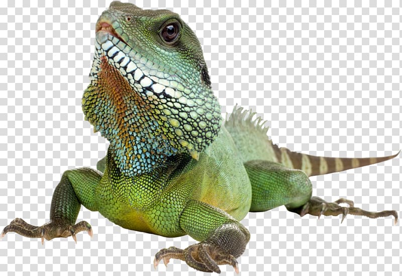 Reptile Lizard Amphibian Chameleons Green iguana, lizard transparent background PNG clipart