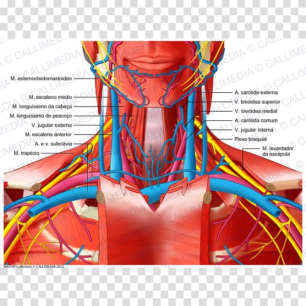 Human anatomy Human body Neck Blood vessel, heart transparent background PNG clipart