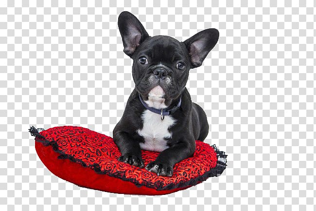 French Bulldog American Bulldog Puppy Cat, Lying on the pillow Bulldog transparent background PNG clipart
