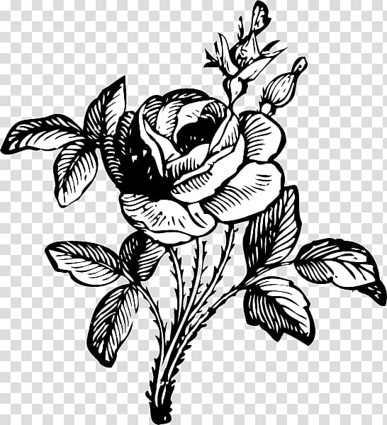 Rose Flower Drawing , Roses transparent background PNG clipart Rose Flower Drawing , Roses transparent background PNG clipart