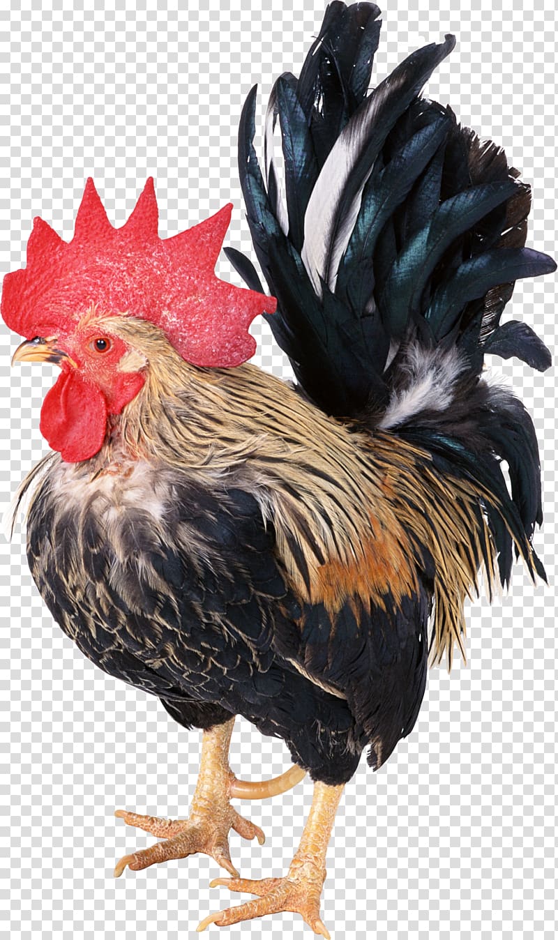Dong Tao Chicken Duck Rooster Poultry, Cock transparent background PNG clipart