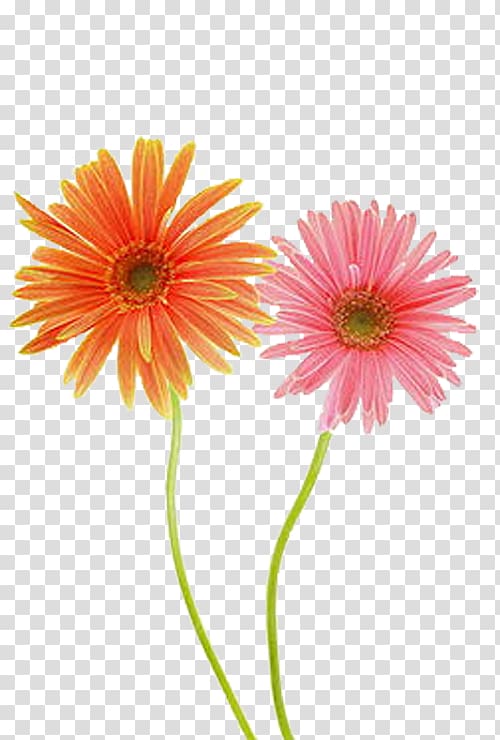 Common daisy Gerbera jamesonii Chrysanthemum Flower, Pair of engaging love gerbera transparent background PNG clipart