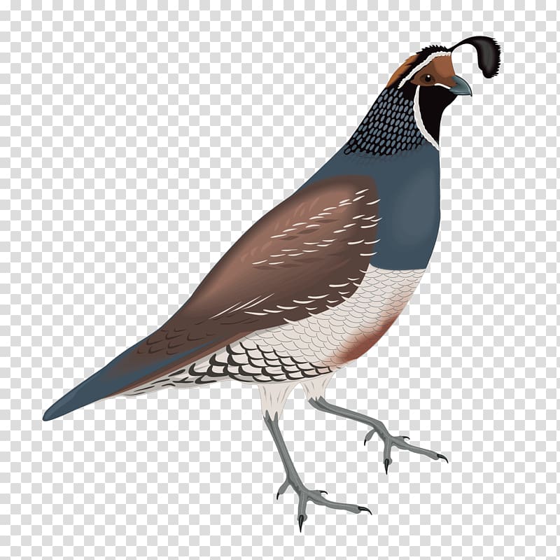 Common Quail California quail , sparrow chicken transparent background PNG clipart