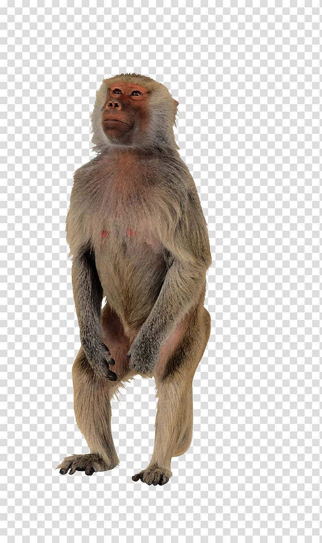 gray monkey , Macaque Monkey Polar bear Primate Ape, monkey transparent background PNG clipart