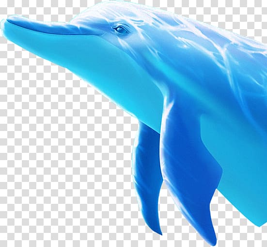 Tucuxi Common bottlenose dolphin, dolphin transparent background PNG clipart