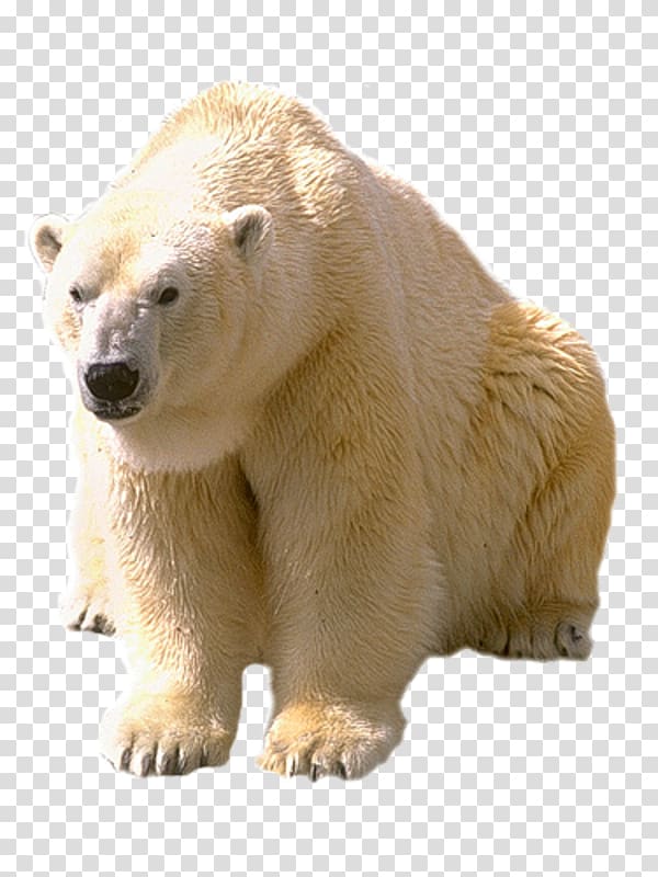 Polar bear Animal Arctic, White polar bear transparent background PNG clipart