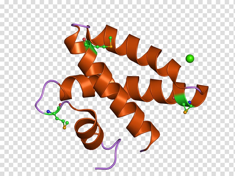 Prosaposin Saposin protein domain Glycoprotein Gene, others transparent background PNG clipart