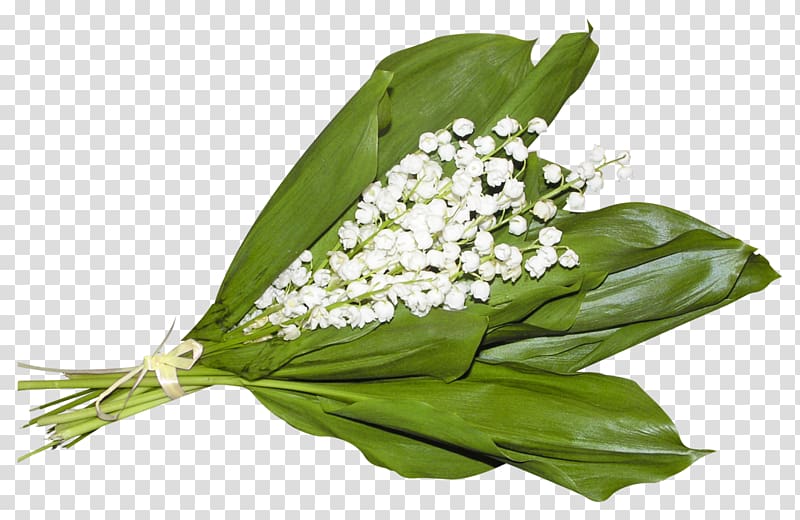 Lily of the valley 1 May Labour Day International Workers\' Day Holiday, 70 transparent background PNG clipart