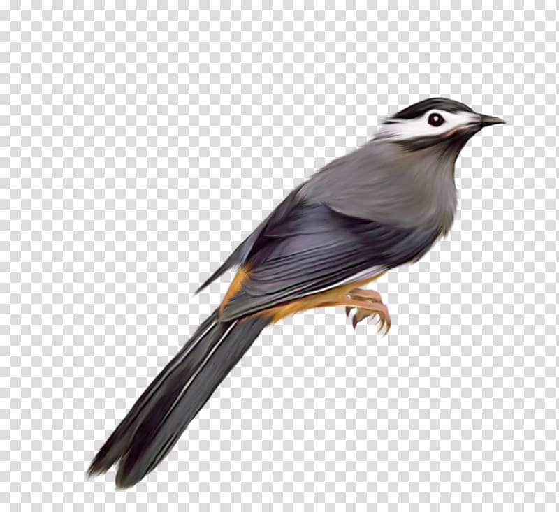Bird Common starling , Bird transparent background PNG clipart