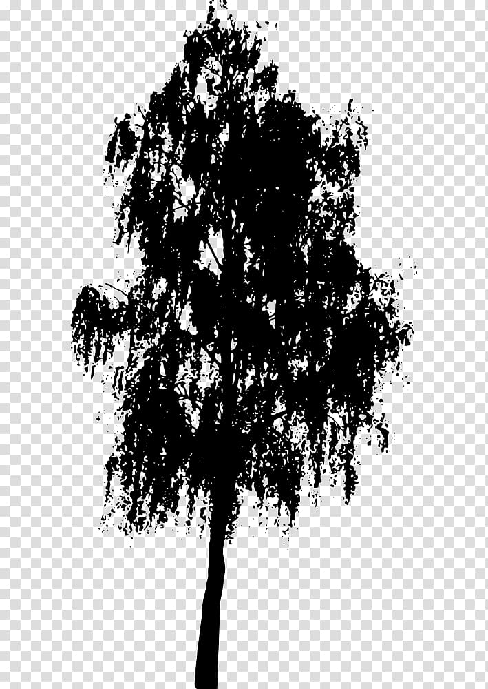 Tree Southern live oak Silhouette , tree transparent background PNG clipart
