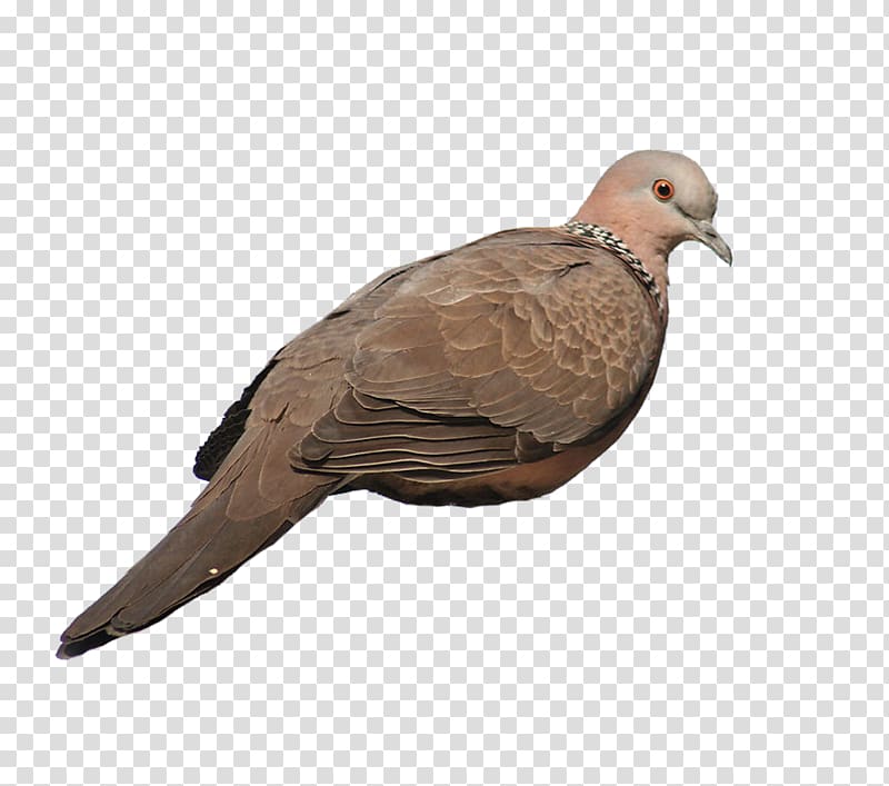 Rock dove Homing pigeon dove Columbidae, Gray pigeon transparent background PNG clipart