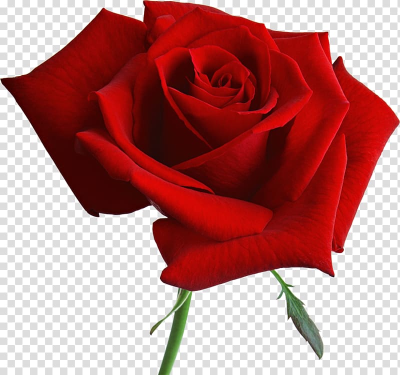 Damask rose Flower Blue rose Rosa \'American Beauty\' Bhinneka.Com, rose transparent background PNG clipart