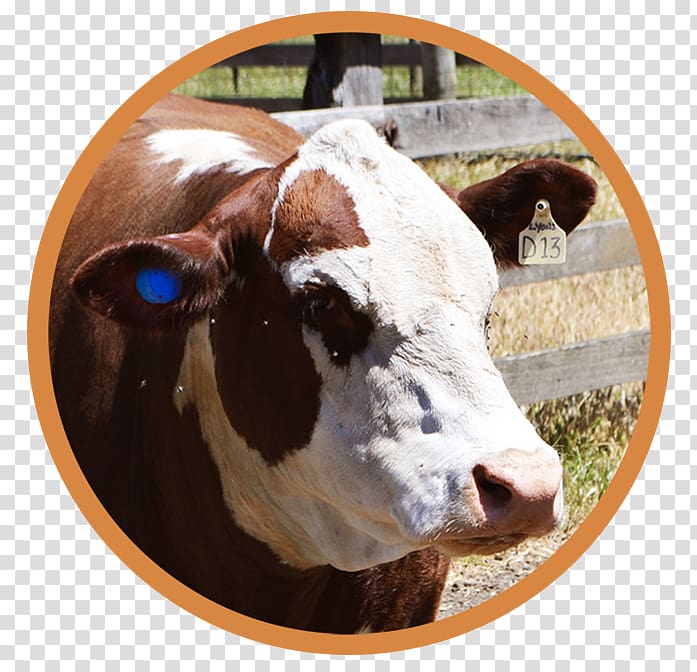 Dairy cattle Calf Ear tag, paddock transparent background PNG clipart