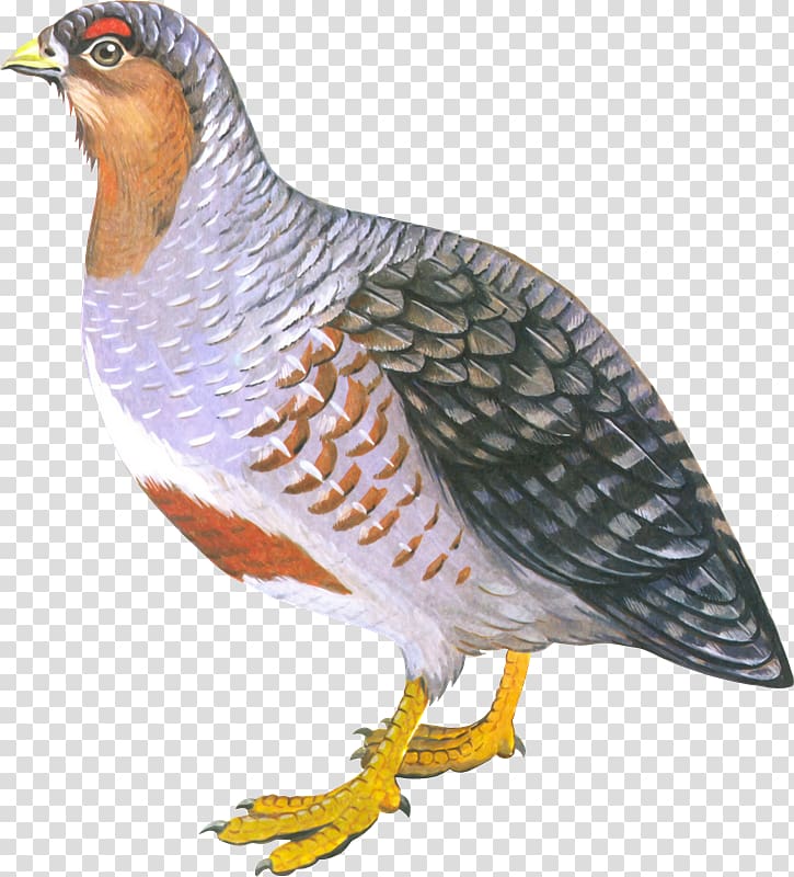 Bird of prey Chicken Partridge Perdix, Aves transparent background PNG clipart