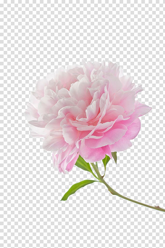 pink carnation flower, Moutan peony, Peony transparent background PNG clipart