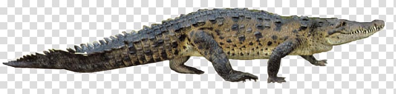 Nile crocodile Gharial American alligator, crocodilehds transparent background PNG clipart