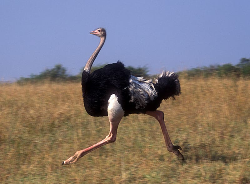Common ostrich Flightless bird Greater rhea Dwarf cassowary, ostrich transparent background PNG clipart