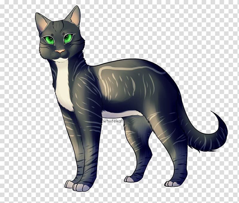 Korat Whiskers Domestic short-haired cat Paw Tail, raver transparent background PNG clipart