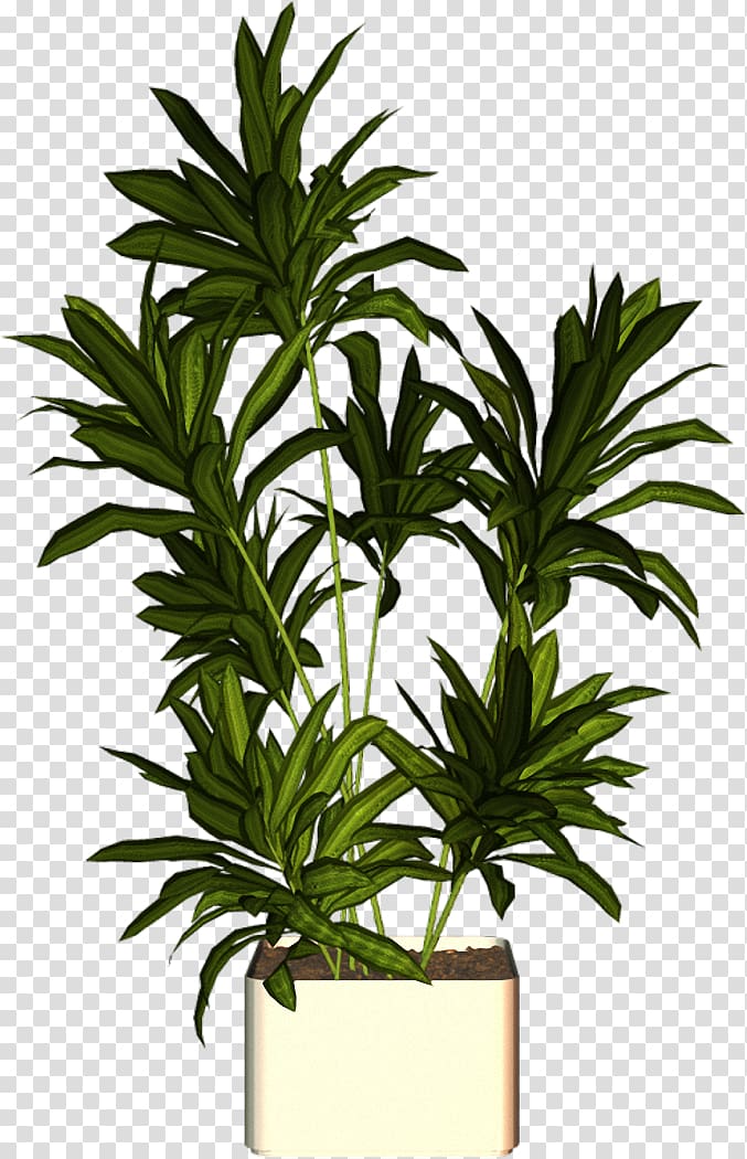 Flowerpot Plant Arecaceae, plant transparent background PNG clipart