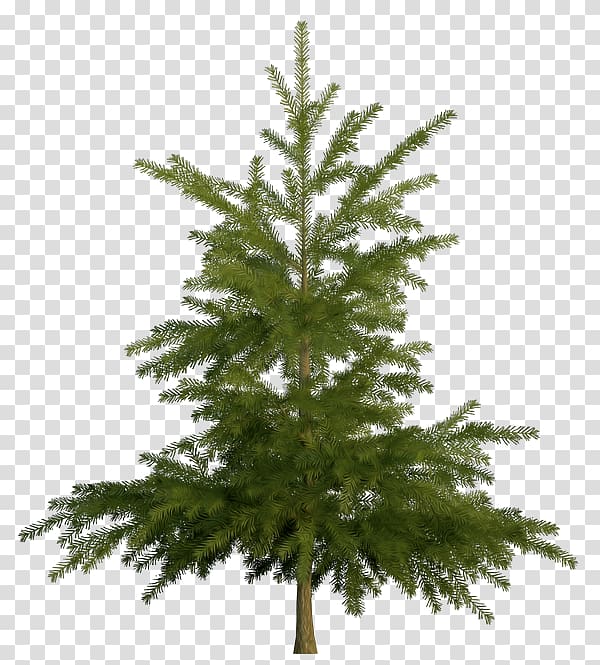 Spruce Fir Pine , tree transparent background PNG clipart