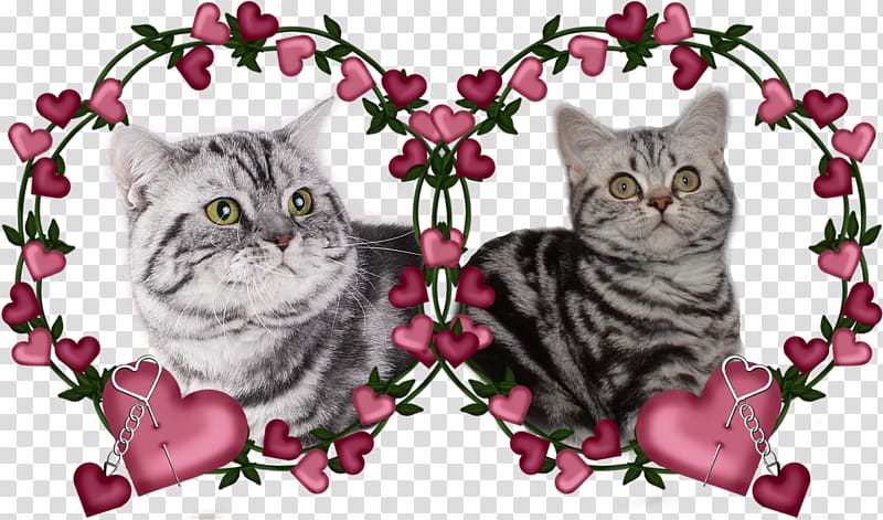 Kitten American Shorthair Tabby cat Domestic short-haired cat Whiskers, kitten transparent background PNG clipart