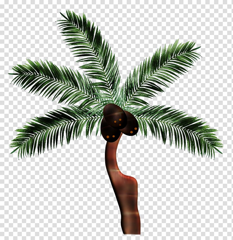 Asian palmyra palm Coconut Date palm Arecaceae Borassus, coconut transparent background PNG clipart