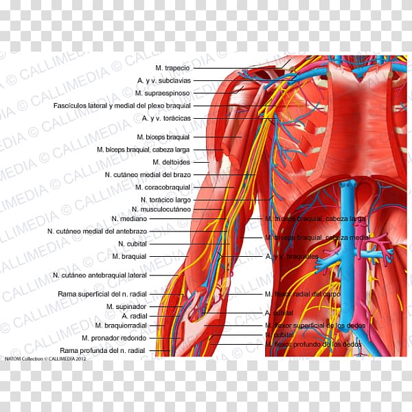 Nerve Arm Nervous system Elbow Vein, arm transparent background PNG ...