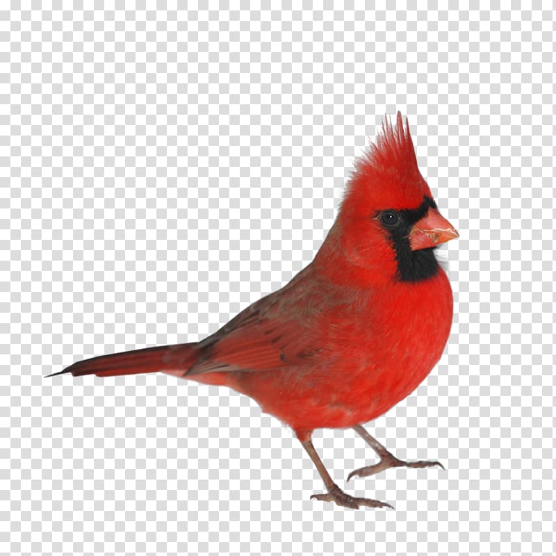 red birds transparent background PNG clipart