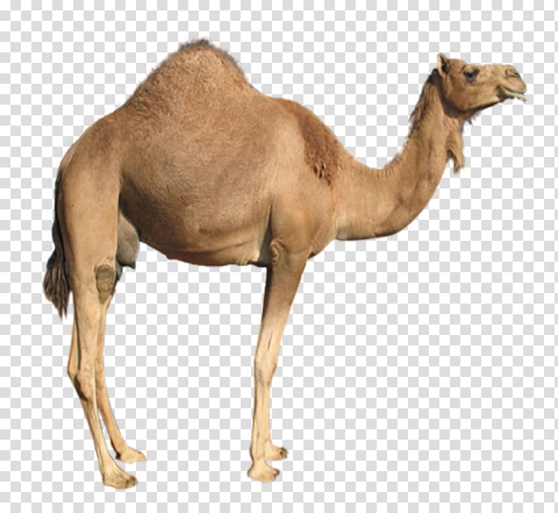Dromedary Bactrian camel, camello transparent background PNG clipart