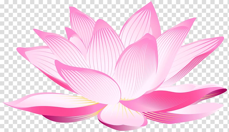 pink lotus flower illustration, Nelumbo nucifera Pink Petal , Lotus Flower transparent background PNG clipart