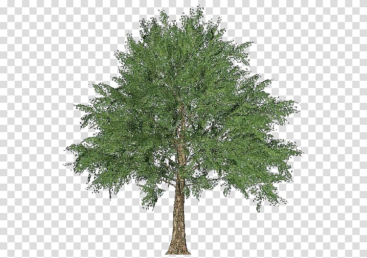 Larch Norway maple Tree Oak Evergreen, maple tree transparent background PNG clipart