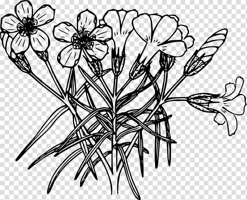 Drawing Line art Coloring book, plant transparent background PNG clipart