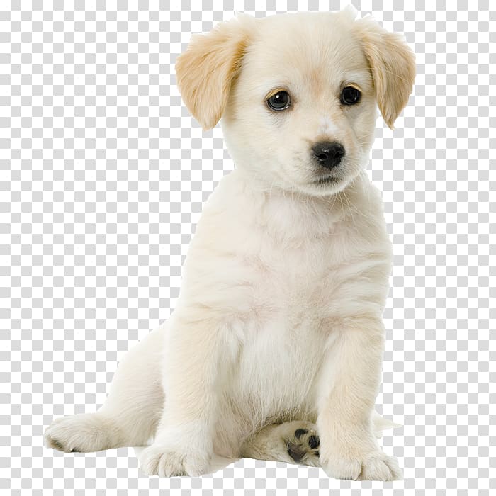 Labrador Retriever Golden Retriever Puppy Pointer Bloodhound, golden retriever transparent background PNG clipart
