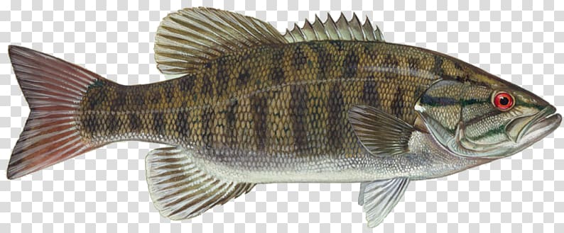 Smallmouth bass Largemouth bass Bass fishing, large mouth bass transparent background PNG clipart
