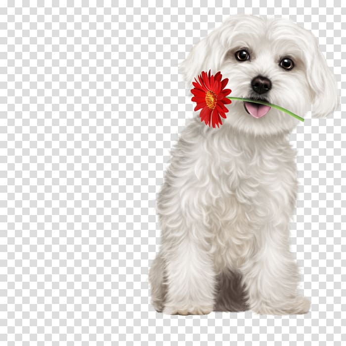 Maltese dog Puppy Havanese dog Little lion dog Schnoodle, puppy transparent background PNG clipart