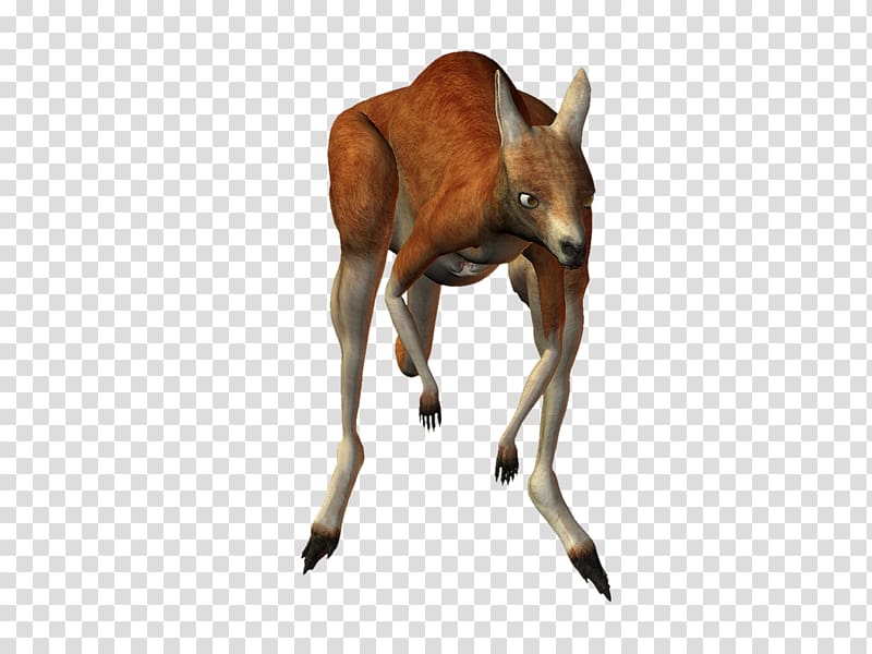 Macropodidae Boxing kangaroo , Vz transparent background PNG clipart
