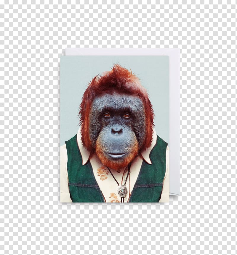 Zoo Portraits Gorilla Animal, orangutan transparent background PNG clipart