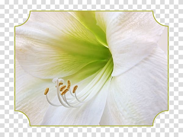 Amaryllis Jersey lily Mallows Moth orchids Belladonna, Billing transparent background PNG clipart