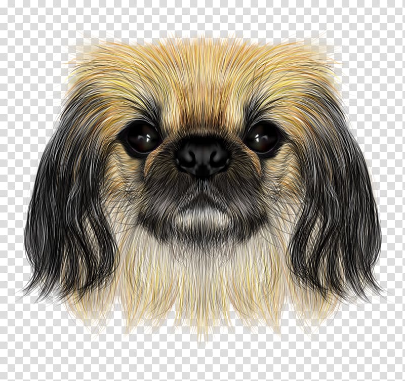 Shih Tzu Pekingese Yorkshire Terrier Chinese Crested Dog Puppy, Exquisite hand-painted cartoon lifelike pet dog transparent background PNG clipart