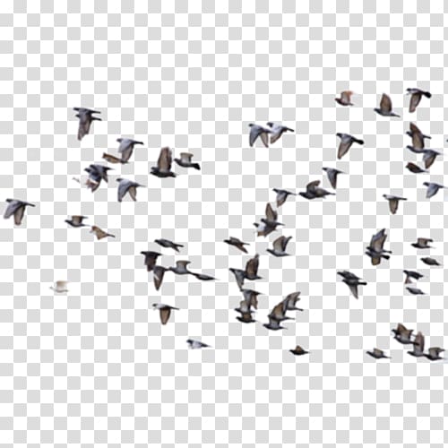Bird Rock dove Columbidae Flight Avialae, excellent transparent background PNG clipart